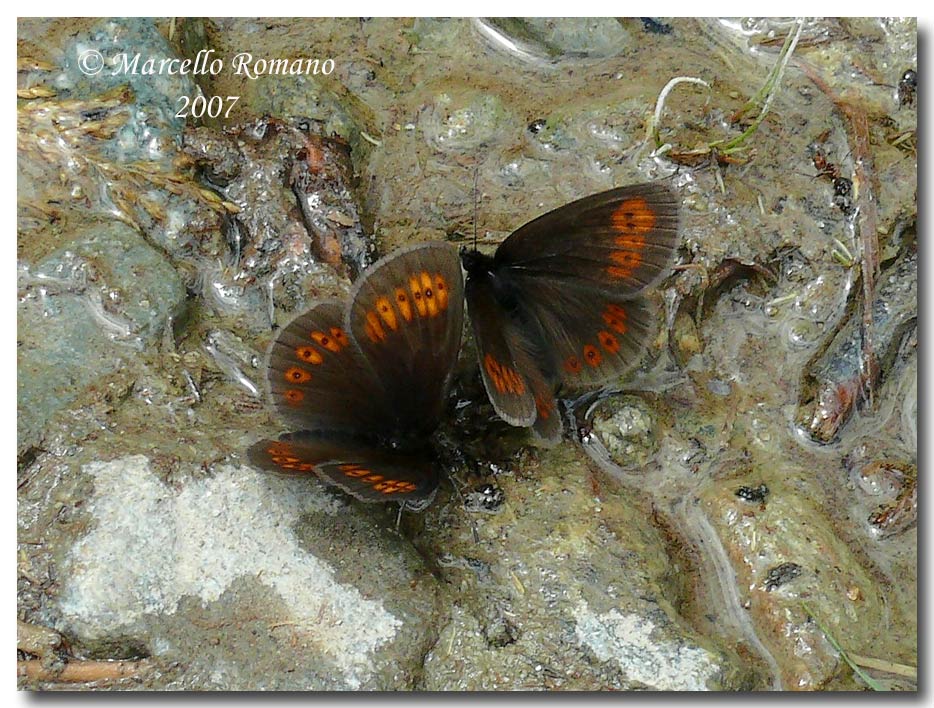 Erebia dagli occhi a mandorla: Erebia alberganus